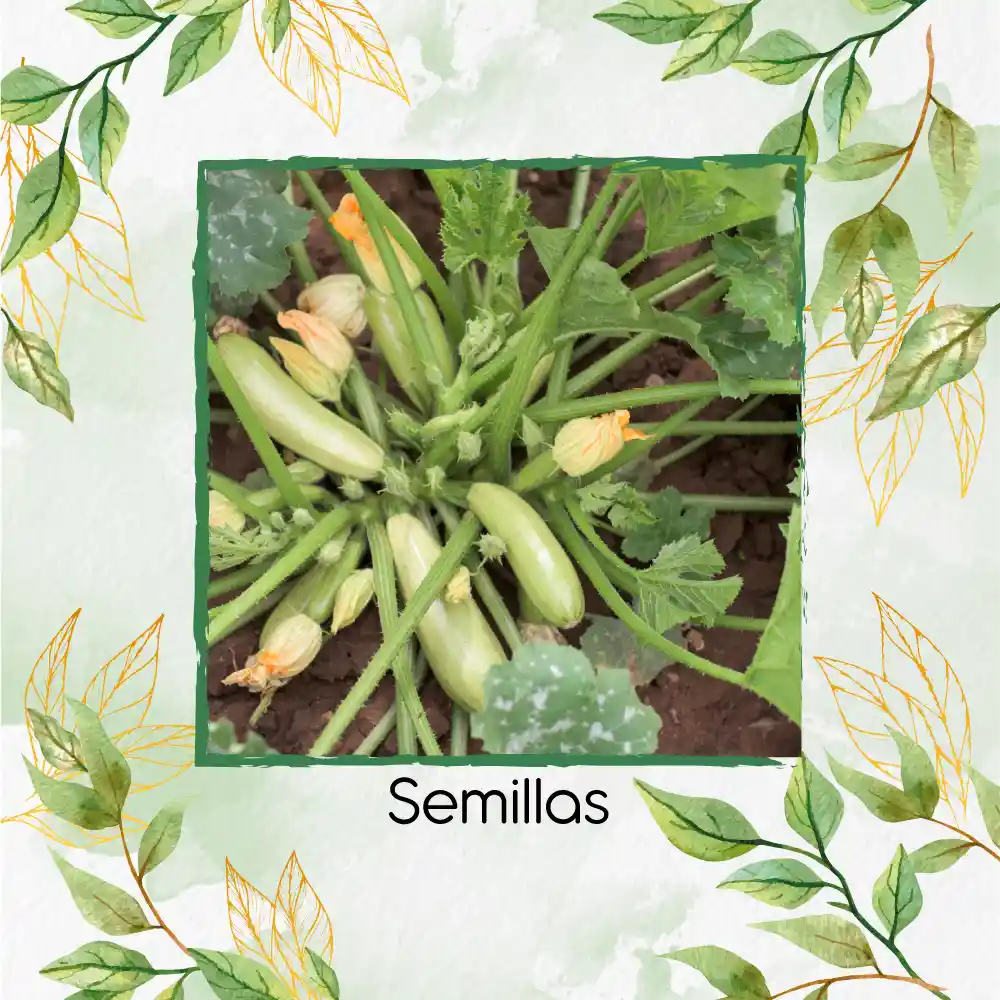 150 Semillas Orgánicas De Zucchini Blanco