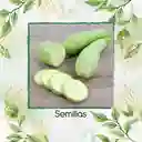 150 Semillas Orgánicas De Zucchini Blanco