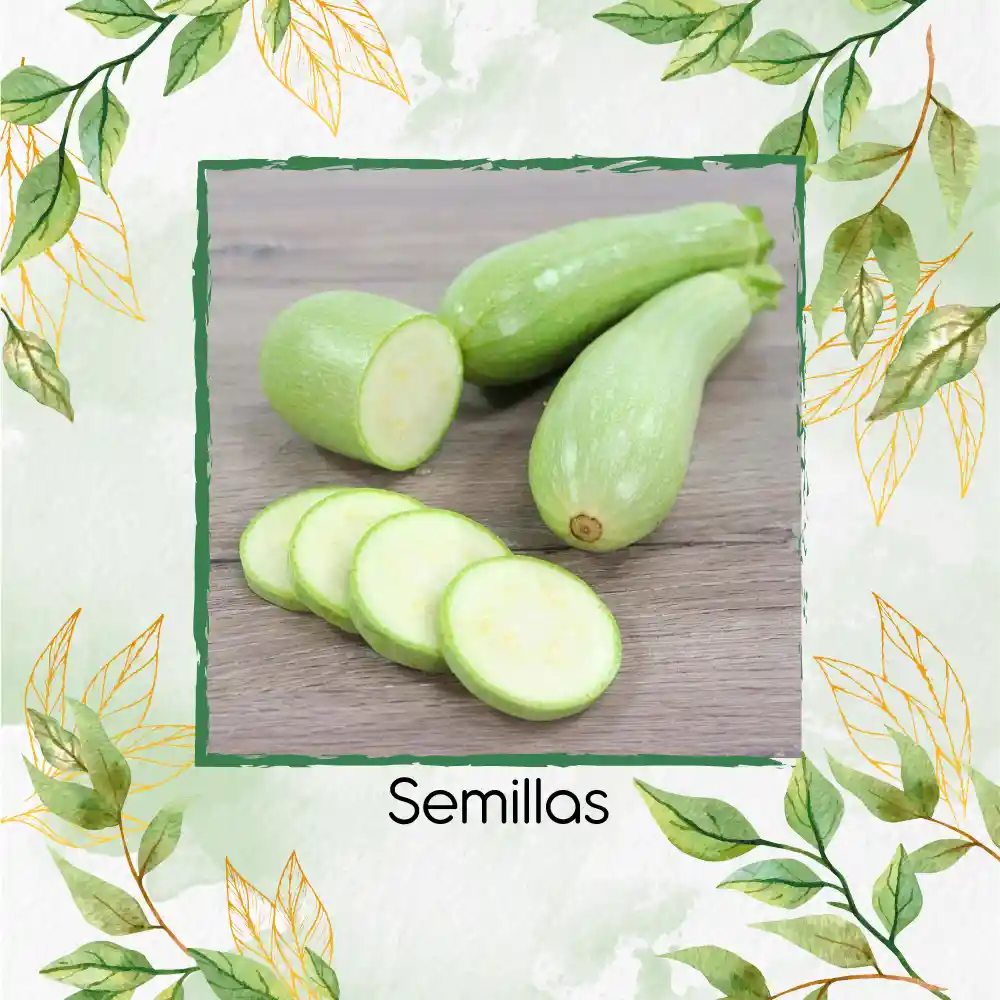 150 Semillas Orgánicas De Zucchini Blanco