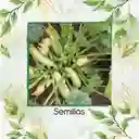 600 Semillas Orgánicas De Zucchini Blanco