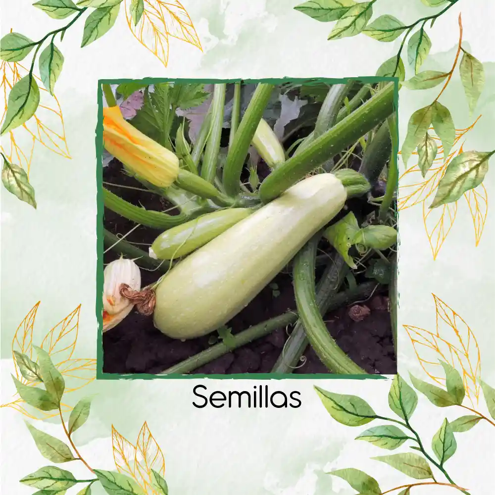 600 Semillas Orgánicas De Zucchini Blanco