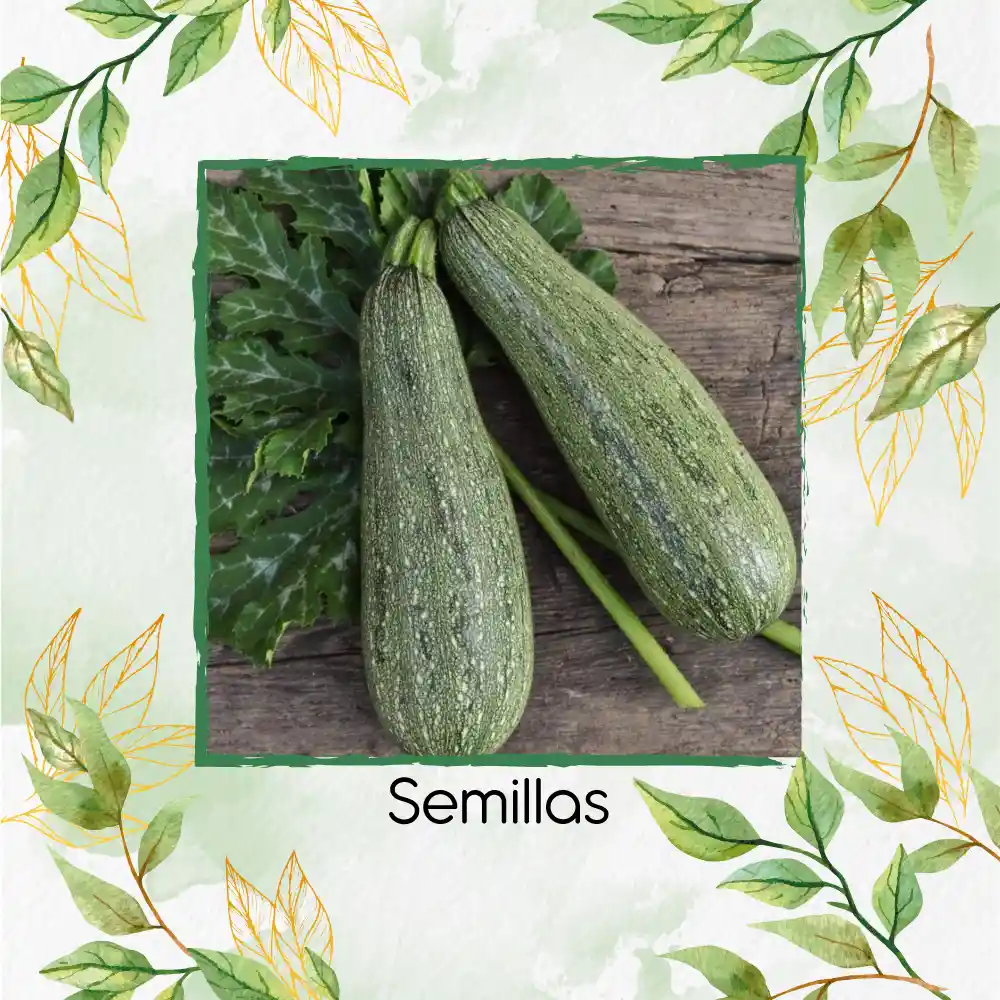 15 Semillas Orgánicas De Zucchini Italiano Gris