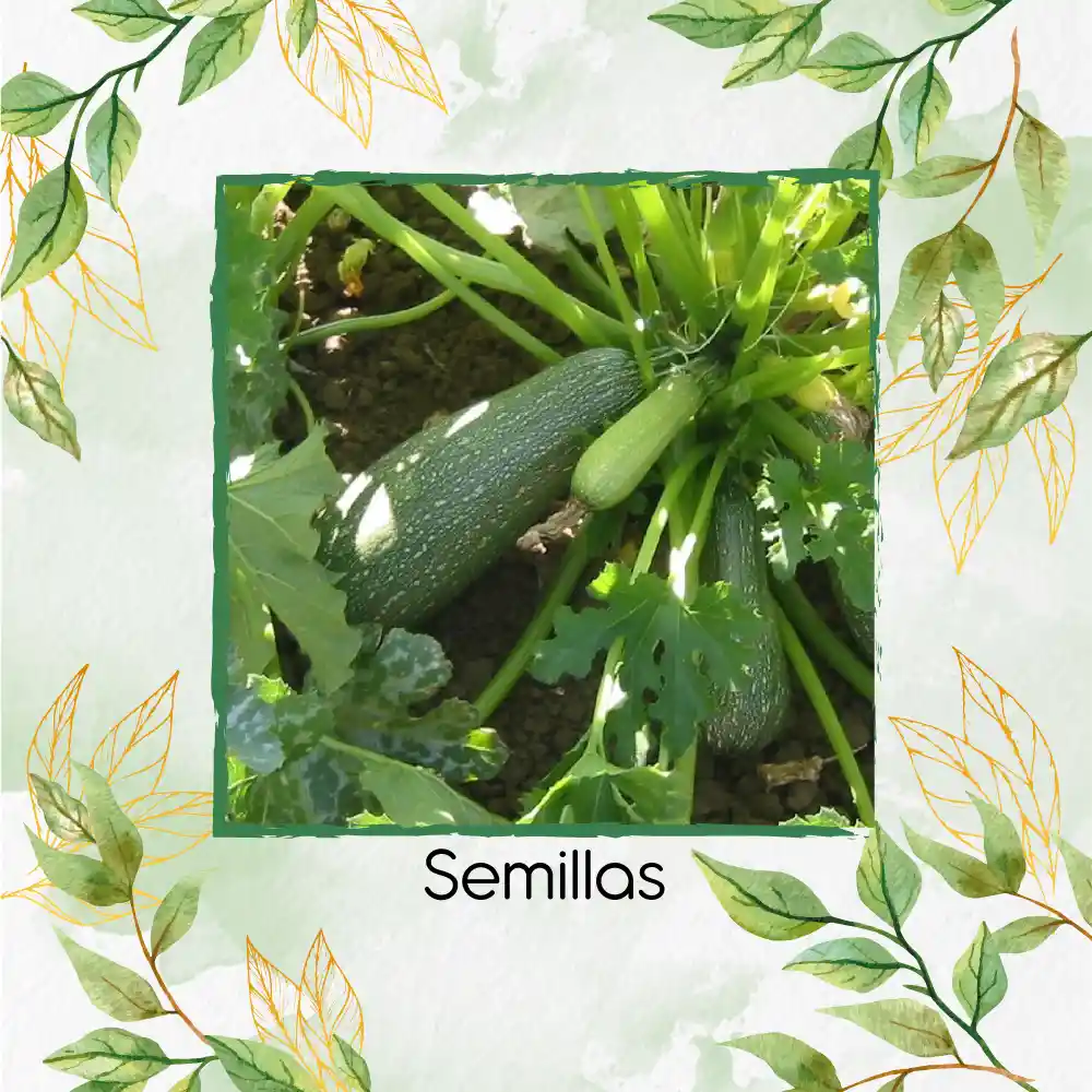 15 Semillas Orgánicas De Zucchini Italiano Gris