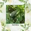 30 Semillas Orgánicas De Zucchini Italiano Gris