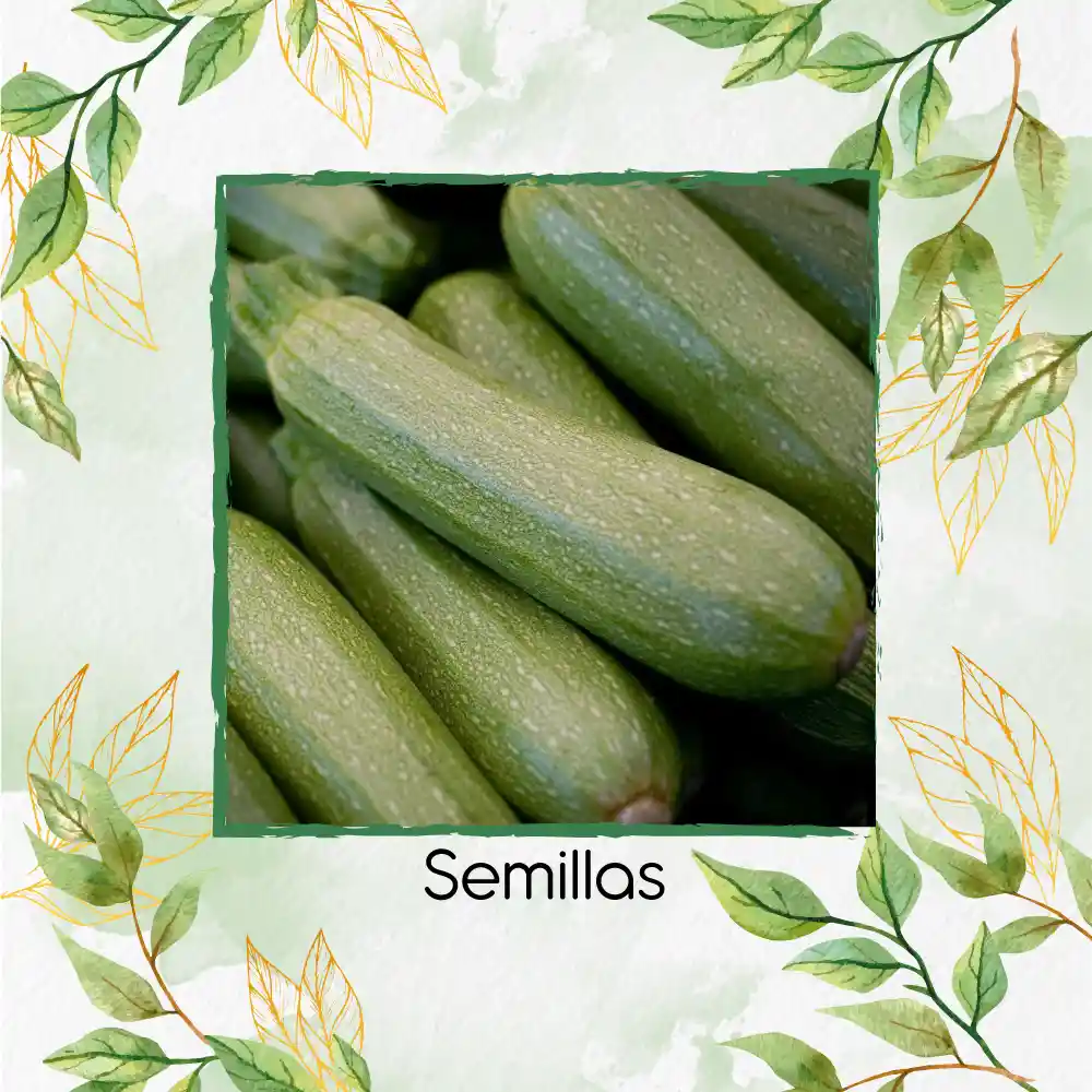 60 Semillas Orgánicas De Zucchini Italiano Gris