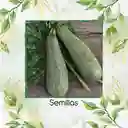 60 Semillas Orgánicas De Zucchini Italiano Gris