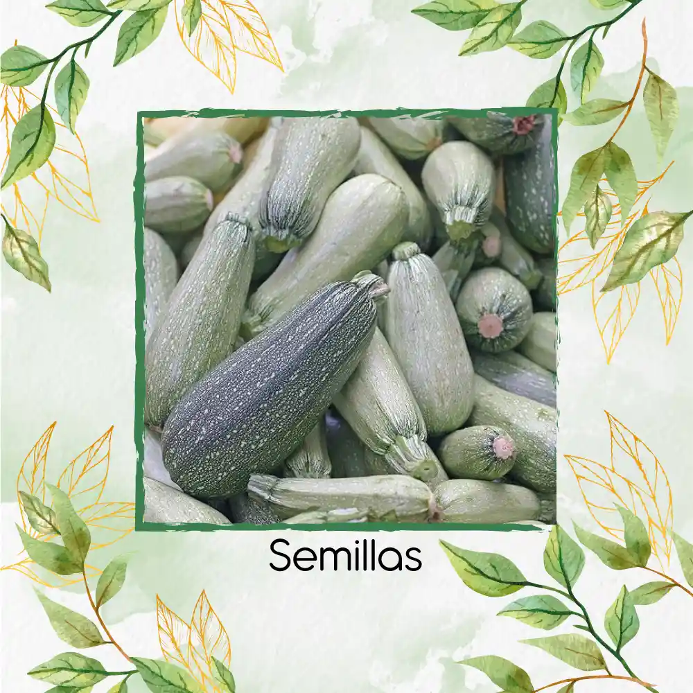 60 Semillas Orgánicas De Zucchini Italiano Gris