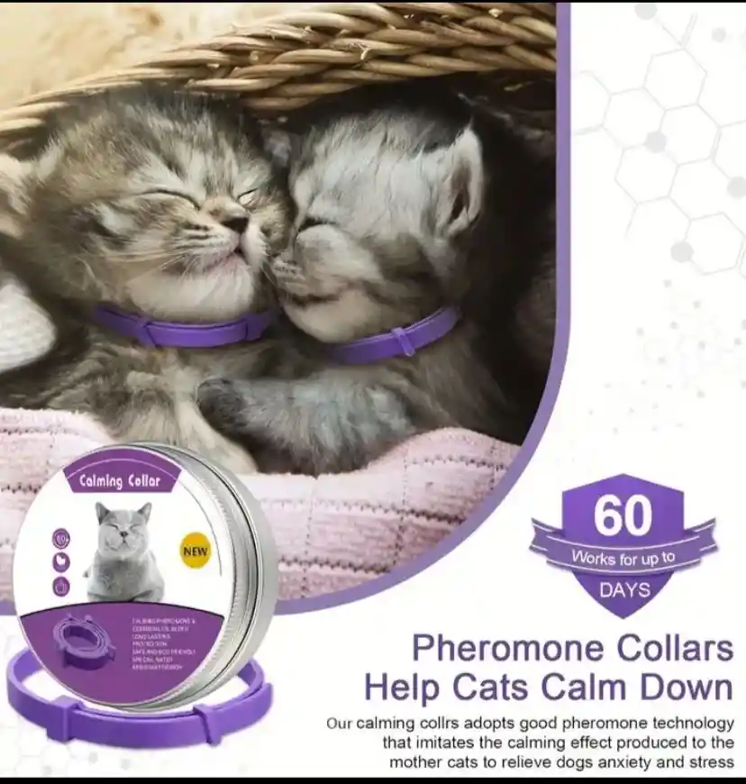 Collar Para Gato Con Feromonas Lavanda Relajante