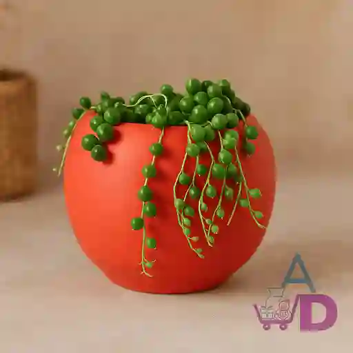 🌱 Planta Natural Suculenta Rosario Camándula En Matera Decorativa