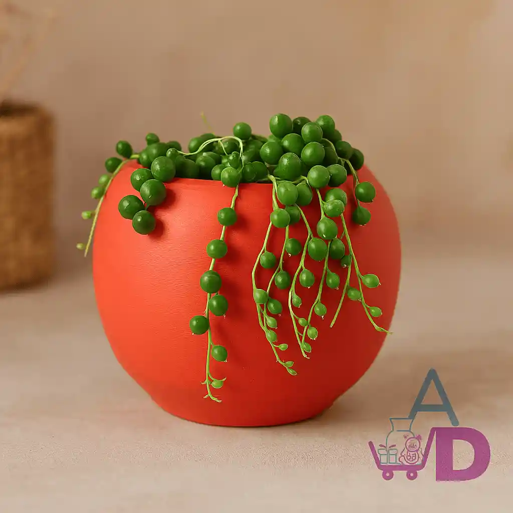 🌱 Planta Natural Suculenta Rosario Camándula En Matera Decorativa