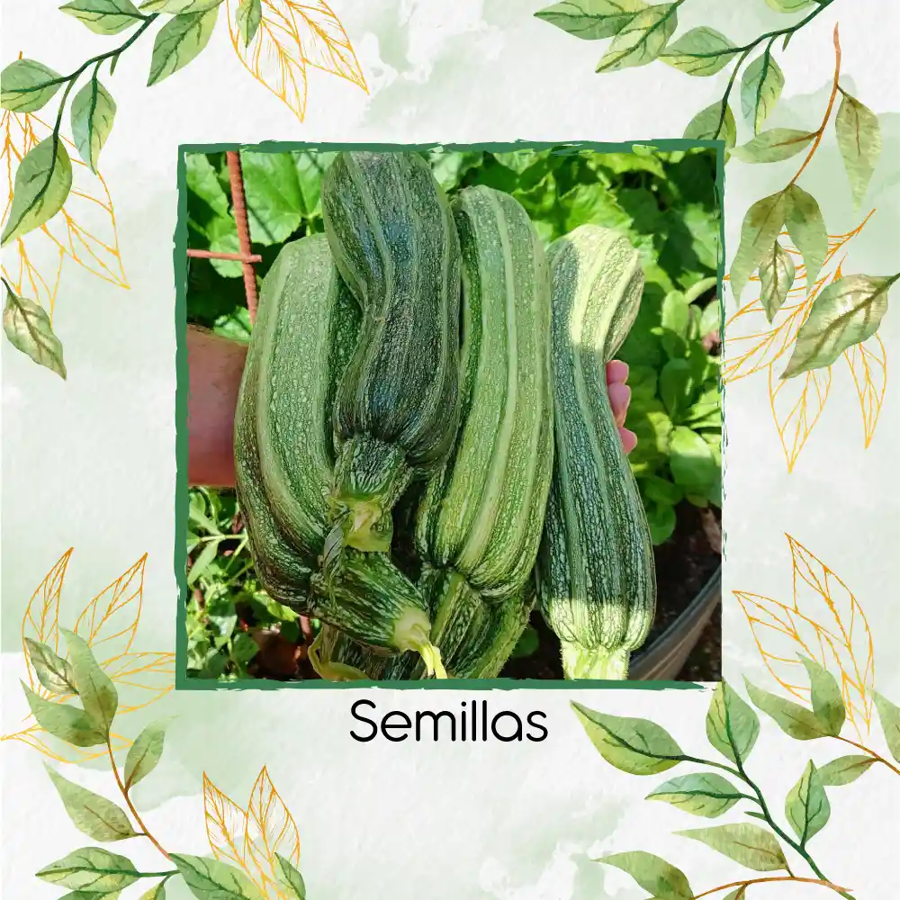 8 Semillas Orgánicas De Zucchini Romanesco
