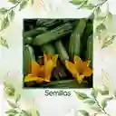 15 Semillas Orgánicas De Zucchini Romanesco