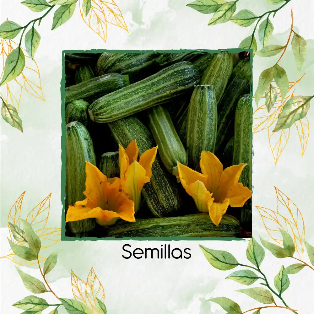 15 Semillas Orgánicas De Zucchini Romanesco