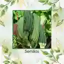 15 Semillas Orgánicas De Zucchini Romanesco