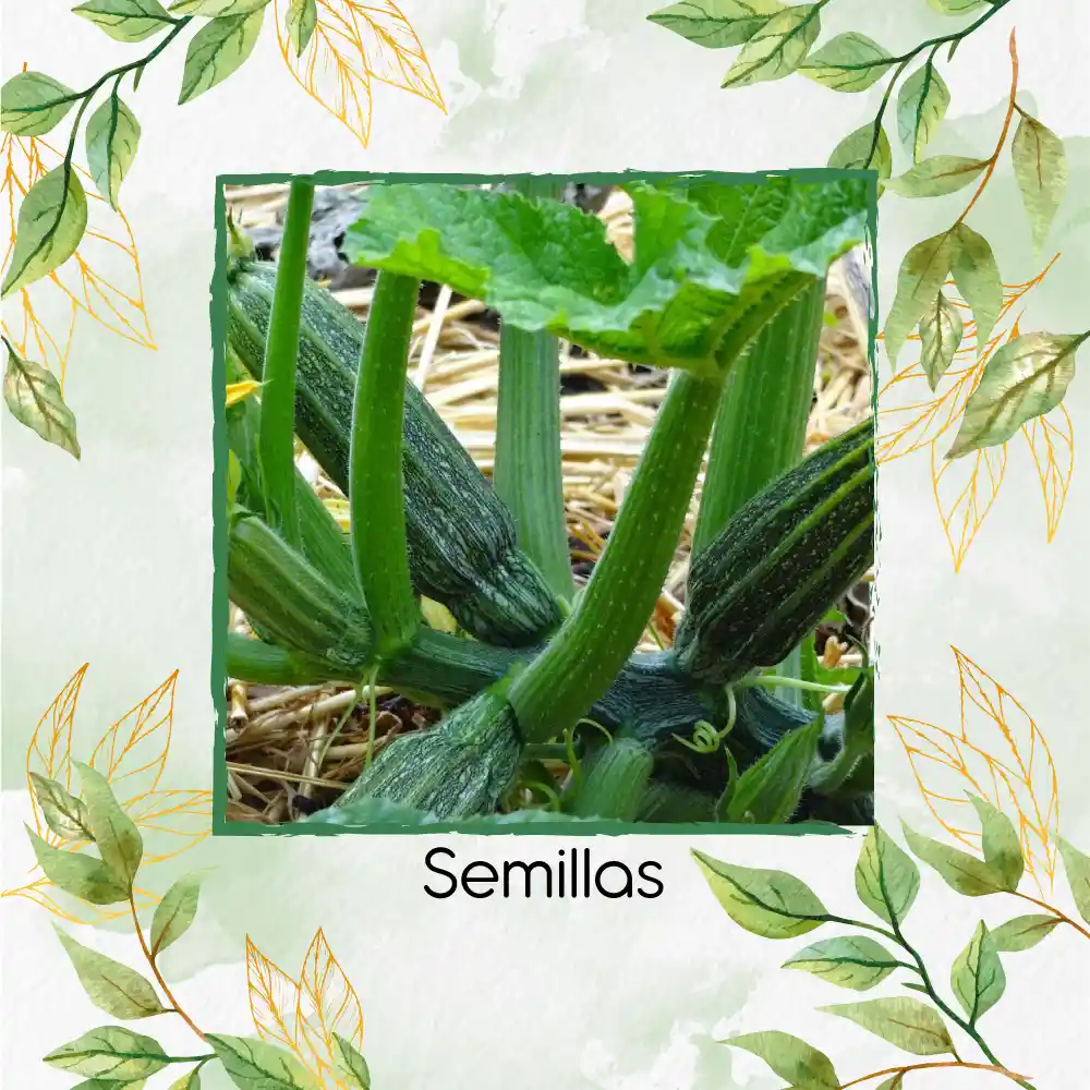 150 Semillas Orgánicas De Zucchini Romanesco