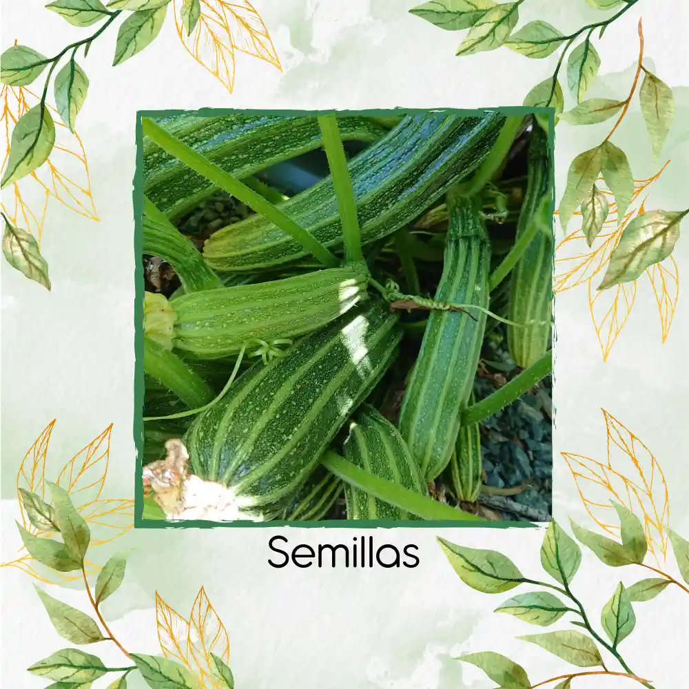 150 Semillas Orgánicas De Zucchini Romanesco