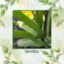 300 Semillas Orgánicas De Zucchini Romanesco