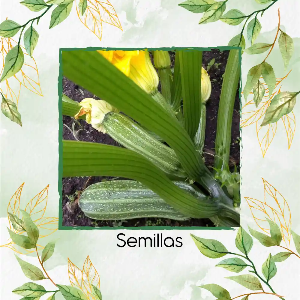 600 Semillas Orgánicas De Zucchini Romanesco