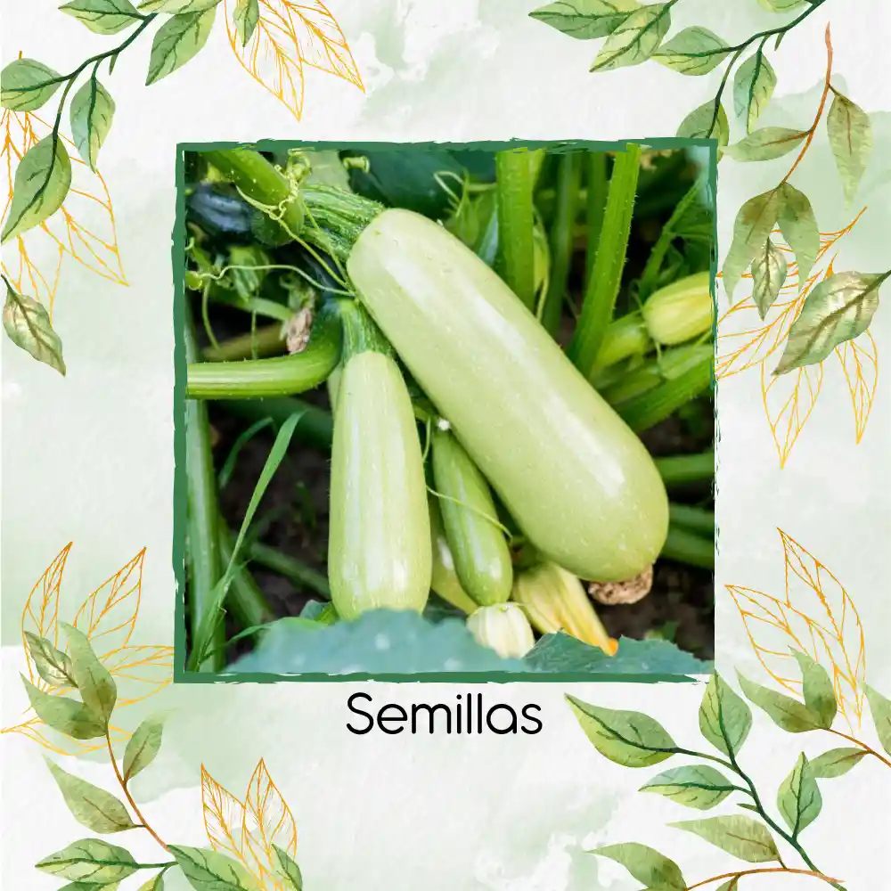 8 Semillas Orgánicas De Zucchini Verde Manzano