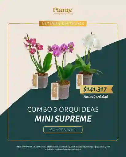 Combo Amix X3 Orquídeas Mini Supreme