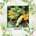 60 Semillas Orgánicas De Zucchini Verde Manzano