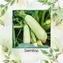 60 Semillas Orgánicas De Zucchini Verde Manzano