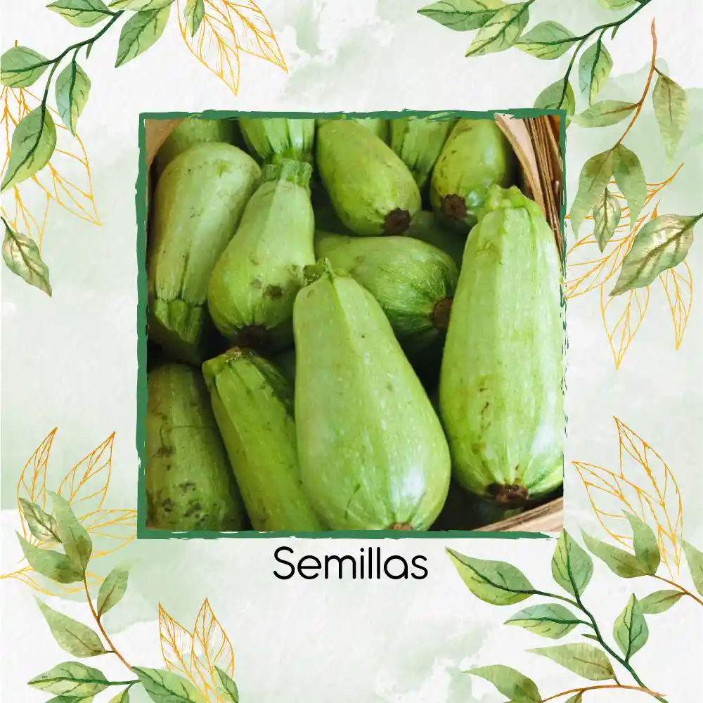 60 Semillas Orgánicas De Zucchini Verde Manzano