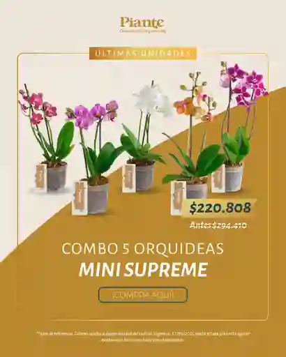 Combo Amix X5 Orquídeas Mini Supreme En Matera De Cultivo.