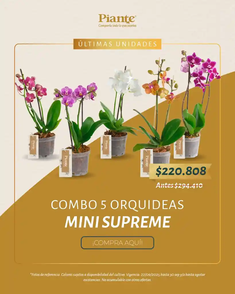 Combo Amix X5 Orquídeas Mini Supreme En Matera De Cultivo.