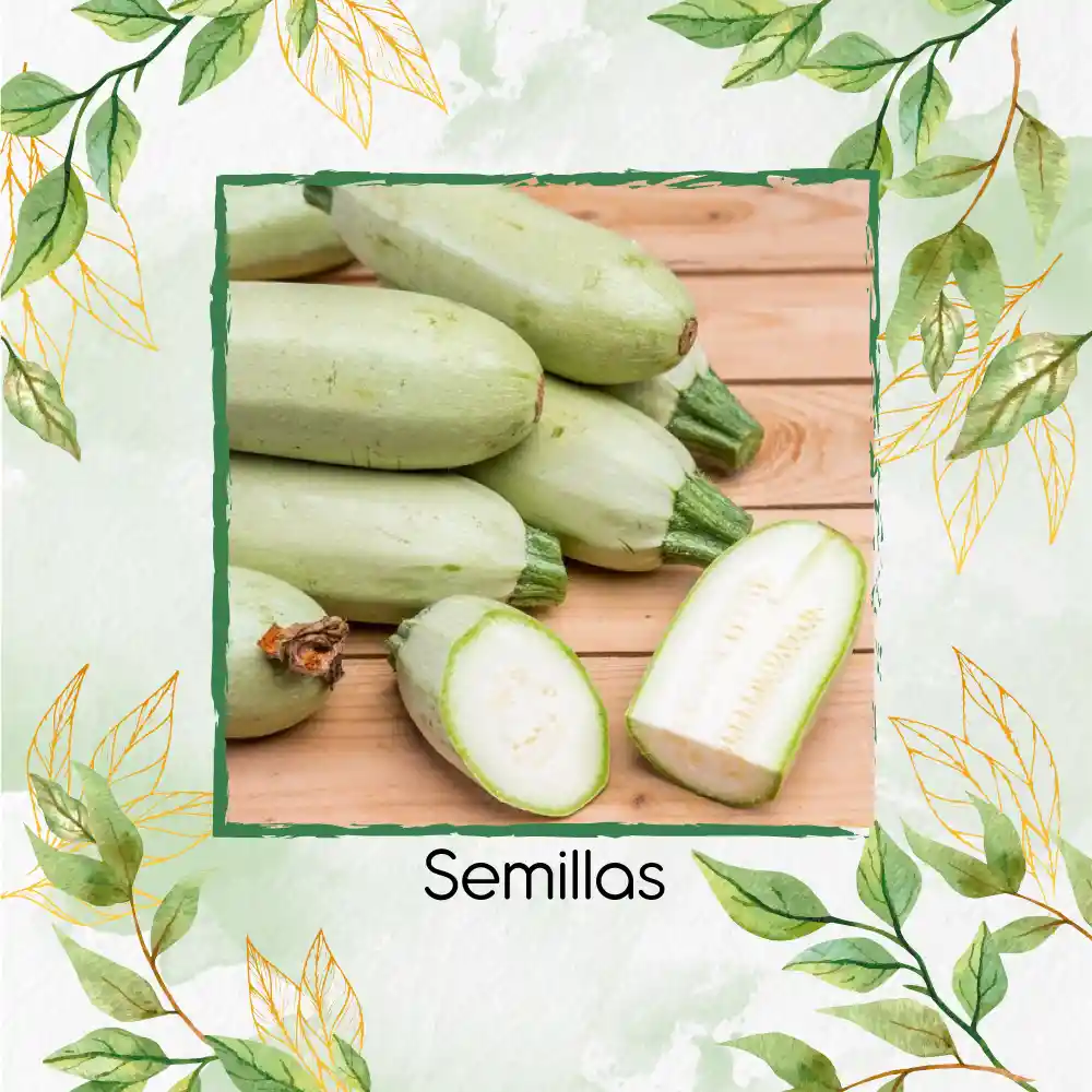 300 Semillas Orgánicas De Zucchini Verde Manzano