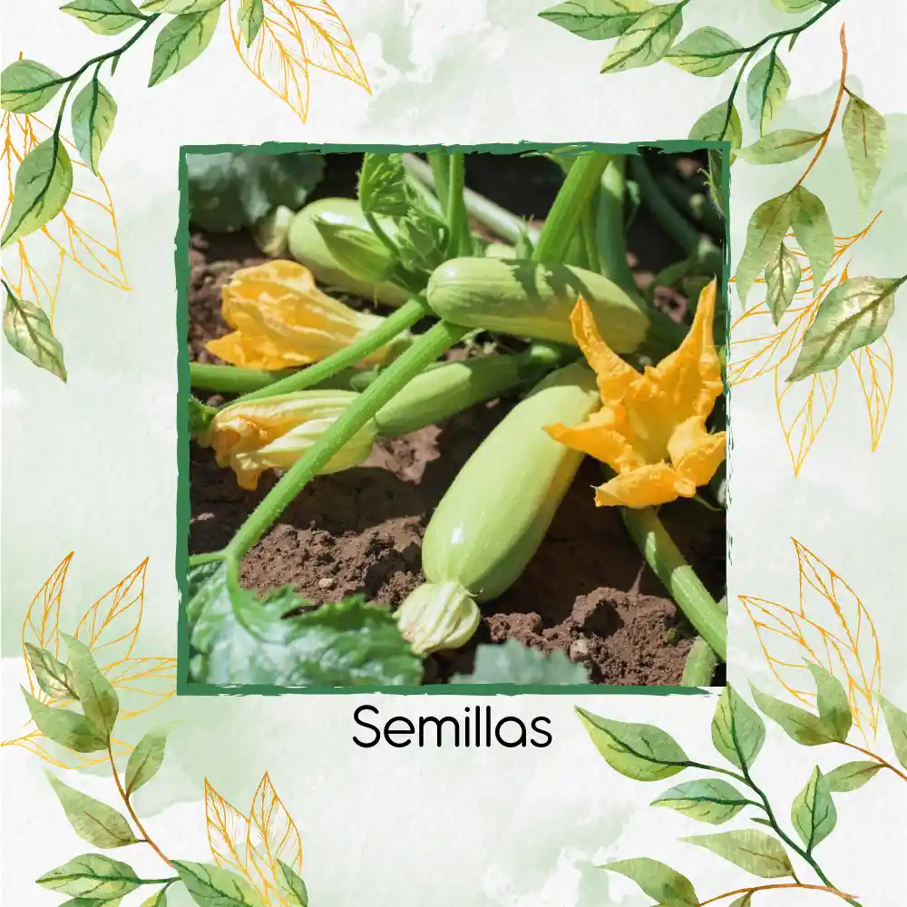 300 Semillas Orgánicas De Zucchini Verde Manzano