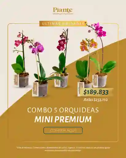 Combo Amix X5 Orquídeas Mini Premium En Matera De Cultivo.