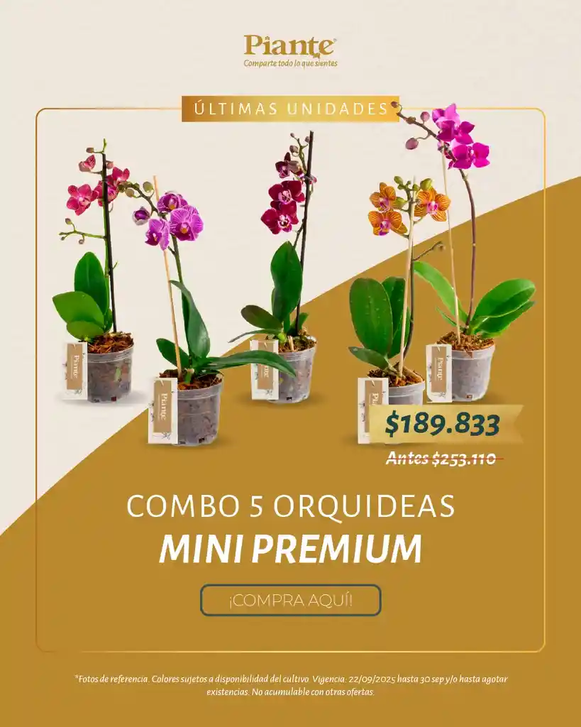 Combo Amix X5 Orquídeas Mini Premium En Matera De Cultivo.