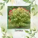 40 Semillas Orgánicas De Achiote