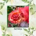 200 Semillas Orgánicas De Achiote