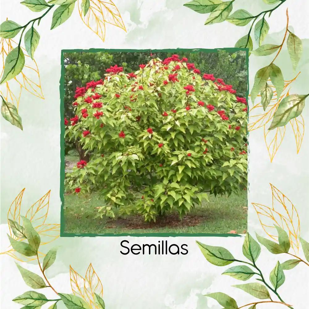 200 Semillas Orgánicas De Achiote