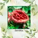 400 Semillas Orgánicas De Achiote