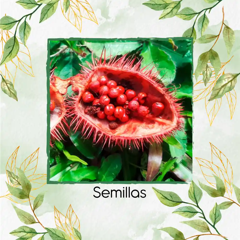 400 Semillas Orgánicas De Achiote