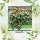 400 Semillas Orgánicas De Achiote