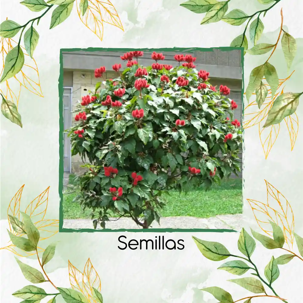 400 Semillas Orgánicas De Achiote