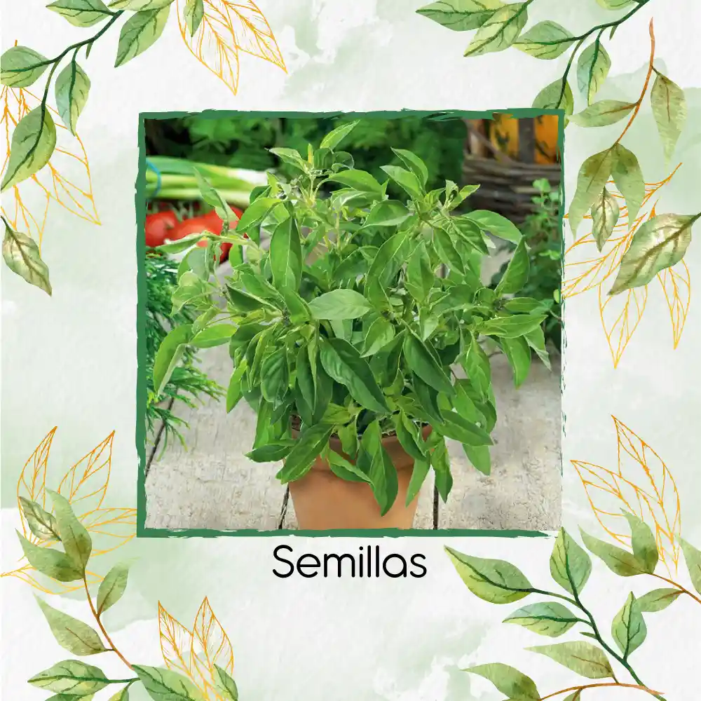 200 Semillas Orgánicas De Albahaca Limón