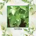 400 Semillas Orgánicas De Albahaca Limón