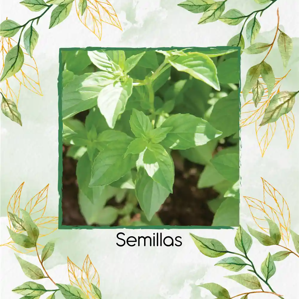 400 Semillas Orgánicas De Albahaca Limón