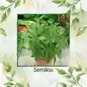 400 Semillas Orgánicas De Albahaca Limón