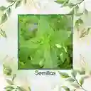 400 Semillas Orgánicas De Albahaca Limón