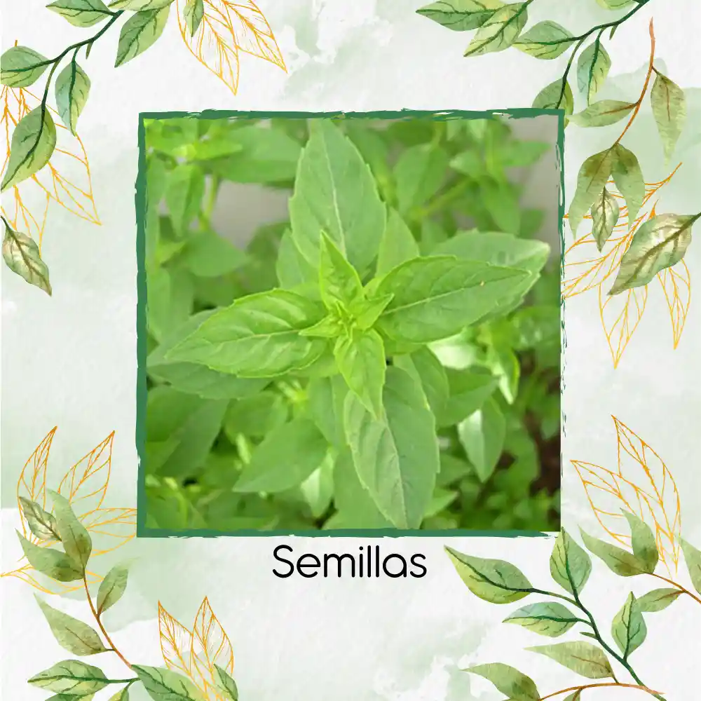 400 Semillas Orgánicas De Albahaca Limón