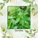 2.000 Semillas Orgánicas De Albahaca Limón