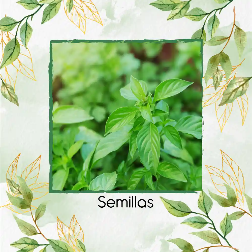 2.000 Semillas Orgánicas De Albahaca Limón