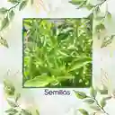 2.000 Semillas Orgánicas De Albahaca Limón