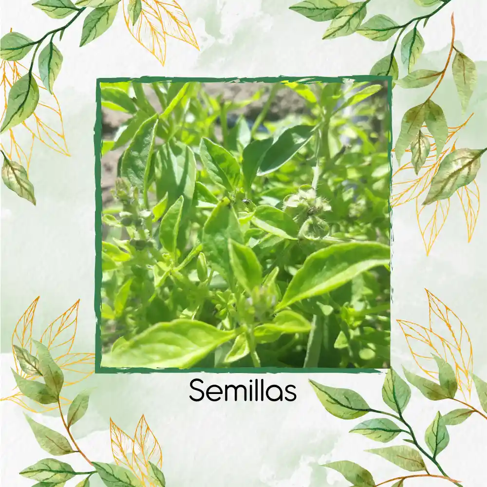 4.000 Semillas Orgánicas De Albahaca Limón